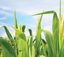 Illinois Corn Marketing Board: Integrating Communication Campaign